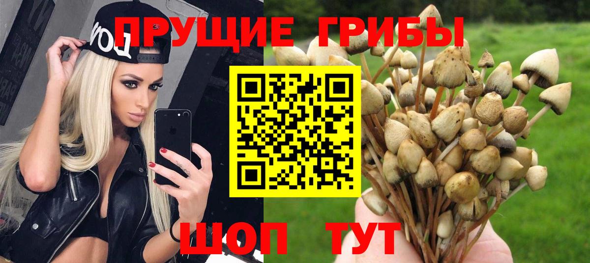 Сегежа  Галлюциногенные грибы Cubensis  Вход с VPN 